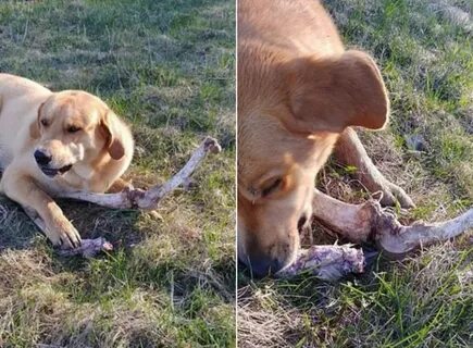 К чему снится собака съела собаку
