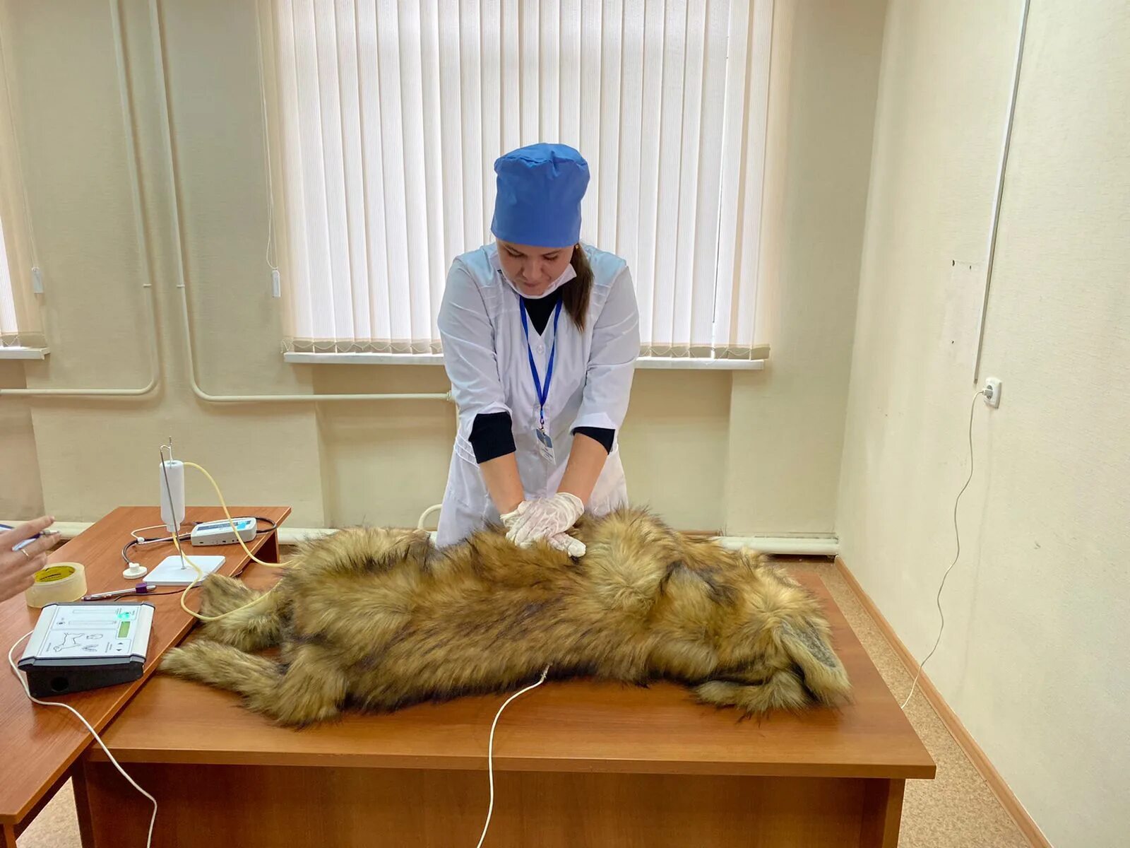 Дуванский ветеринарный колледж. Ветеринарный колледж в клину. Ветеринария ульяновск колледж. Специальность ветеринария. Практика в ветеринарной клинике.