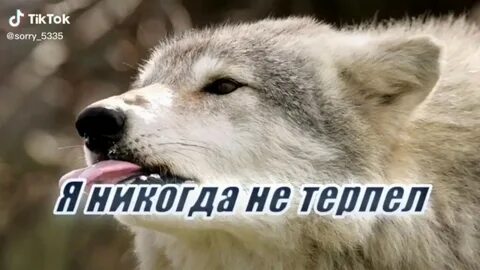 Смешной волк картинки