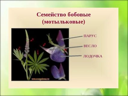 Признаки мотыльковых растений