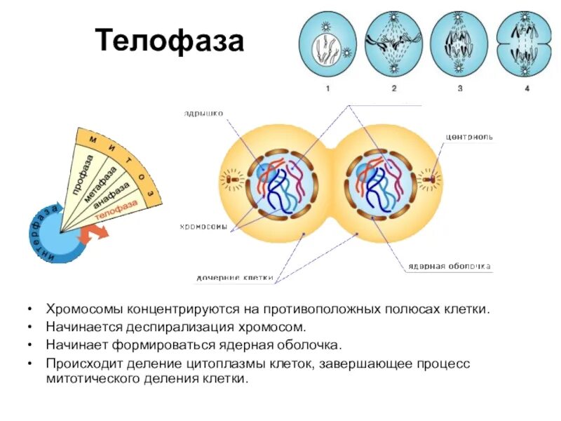 Какой набор в конце интерфазы. Телофаза митоза. Телофаза митоза процессы. Телофаза 1 процессы. Телофаза митоза биология ЕГЭ.