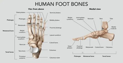 Human Foot Bones Composition 3500680 Vector Art at Vecteezy