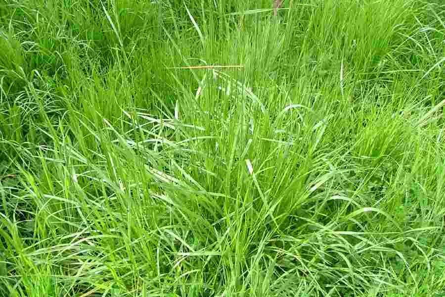 Овсяница камышовая. Овсяница тростниковая festuca arundinacea. Овсяница шершаволистная. Овсяница красная волосовидная. Овсяница камышовая.