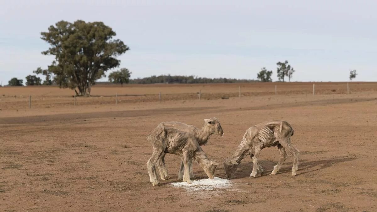 Засуха животные. Засуха в Австралии. Опустынивание Австралии. Засуха в Австралии 1829.