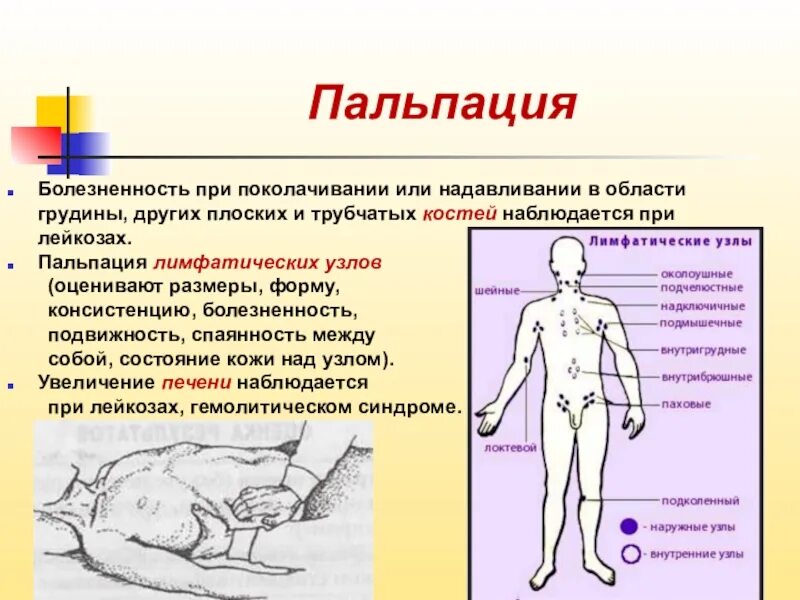 Болезненные лимфатические узлы. Пальпация органов кроветворения. Пальпация лимфатических узлов. Лимфатические узлы пропедевтика. Пальпация лимфоузлов алгоритм.