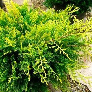 Elder gold