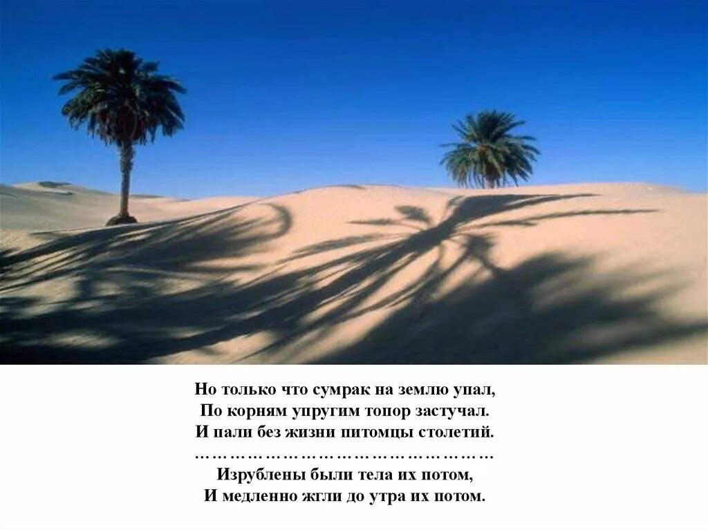 Как проходит жизнь пальм и ручья. &quot;три пальмы &quot; мир пустыни оазис. три пальмы лермонтов мир пустыни и оазис. в песчаных степях аравийской земли. три пальмы лермонтов мир пустыни.