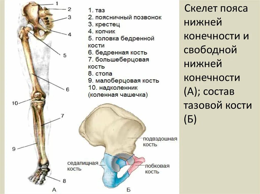 Нижние конечности являются. Строение скелета пояса нижних конечностей. Кости таза и нижних конечностей анатомия. Скелет пояса нижних конечностей тазовый пояс. Отделы скелета нижней конечности анатомия.