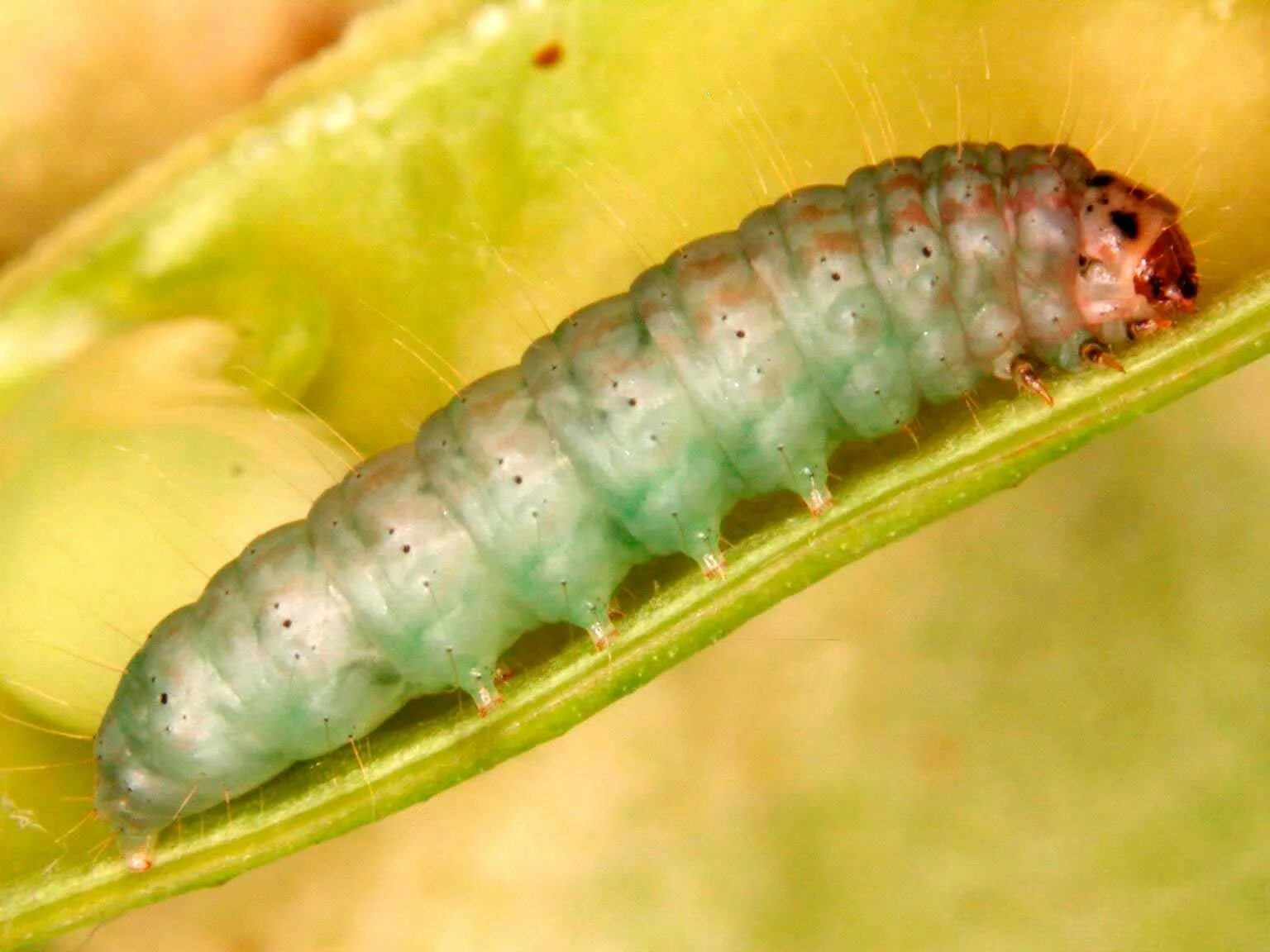самшитовая огневка, гусеница, сочи. гусеница бабочки огневки. самшитовая гусеница. огнёвка ядовитая гусенца. самшитовая огневка.