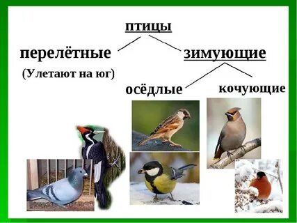 Жизнь птиц окружающий
