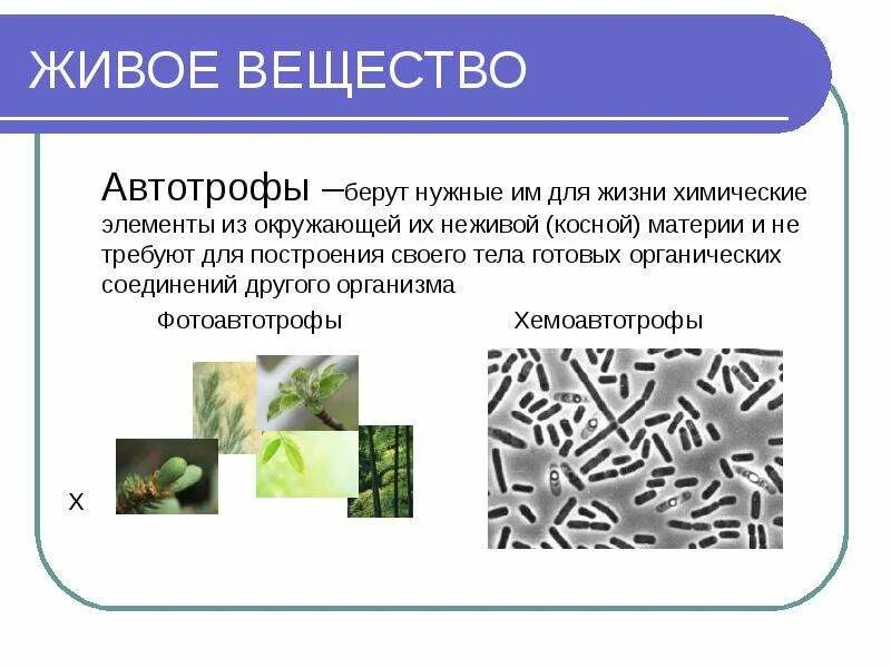 Автотрофы и гетеротрофы - классификация, условия и источники питания - помощник 