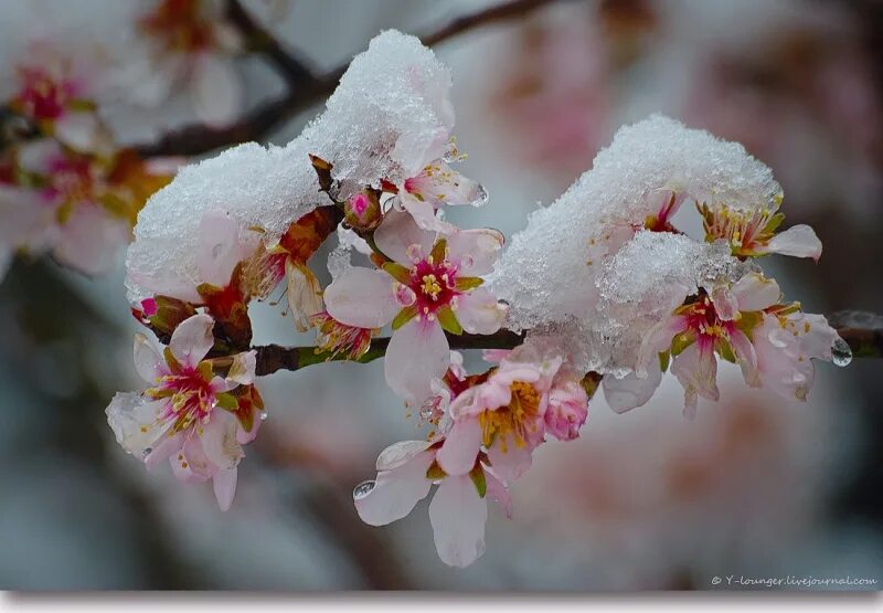 Дерево цветущее зимой. Дерево цветущее зимой. Мэйхуа зимняя слива. Сакура под снегом. Небо с ветками деревьев.
