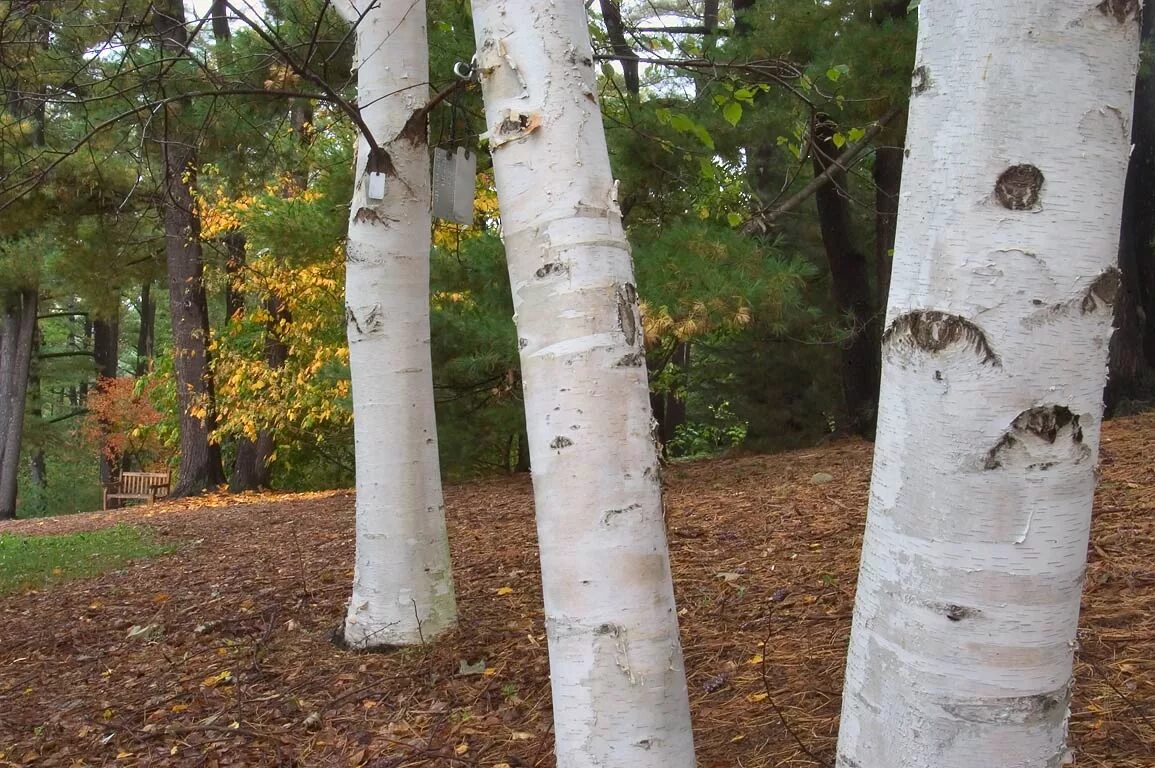 Береза как тип дерева 6 букв сканворд. Betula alba ствол. береза повислая ствол.
