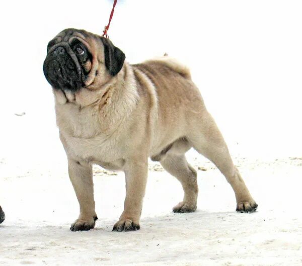 питомник гоша собак в крыму. щенки в питомнике. питомник собак булли. крымский питомник булли. питомник гоша собак в крыму.