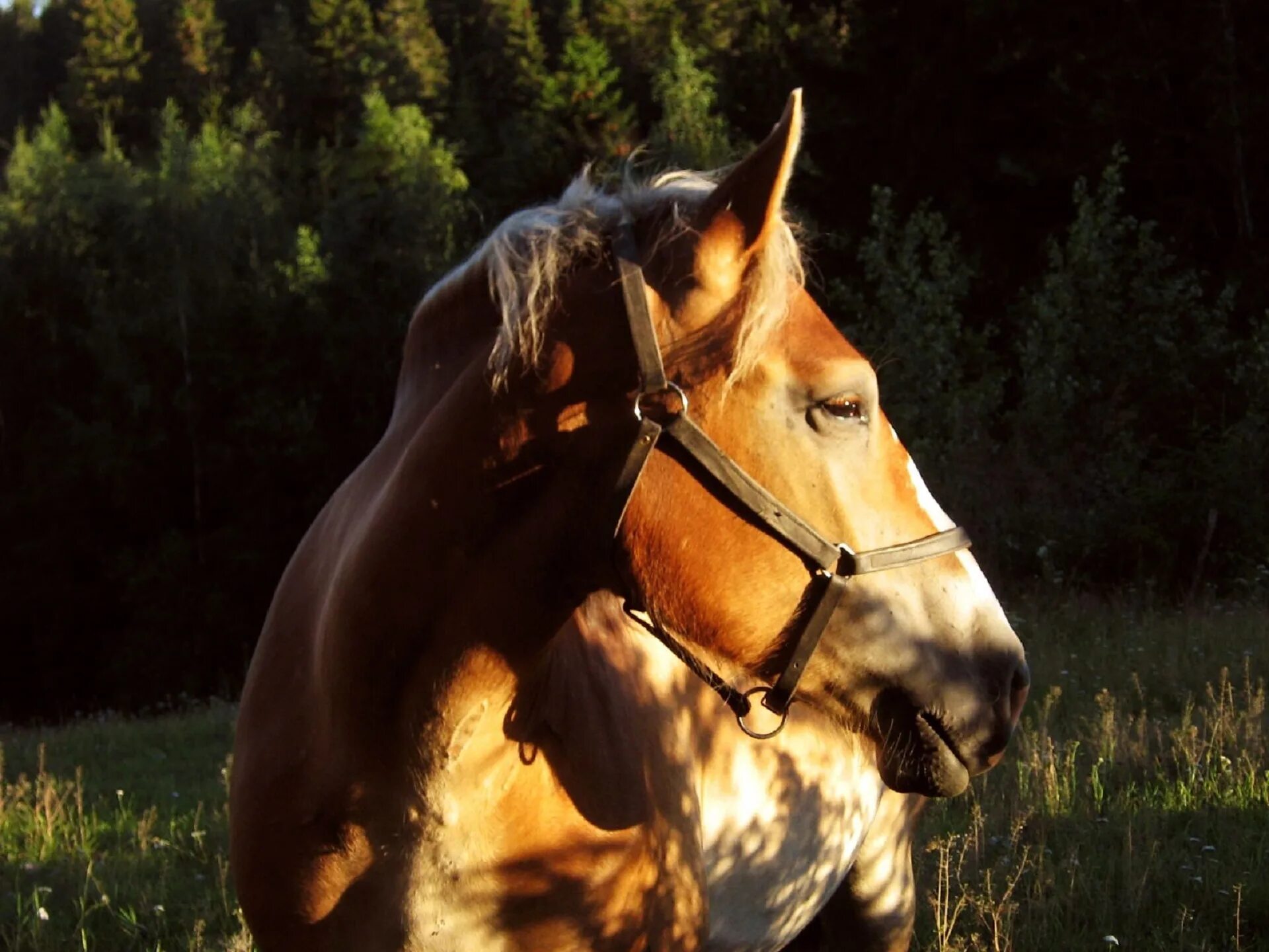 Грустная лошадь. Портрет лошади. Фотосессия с лошадьми. Свободная лошадь.