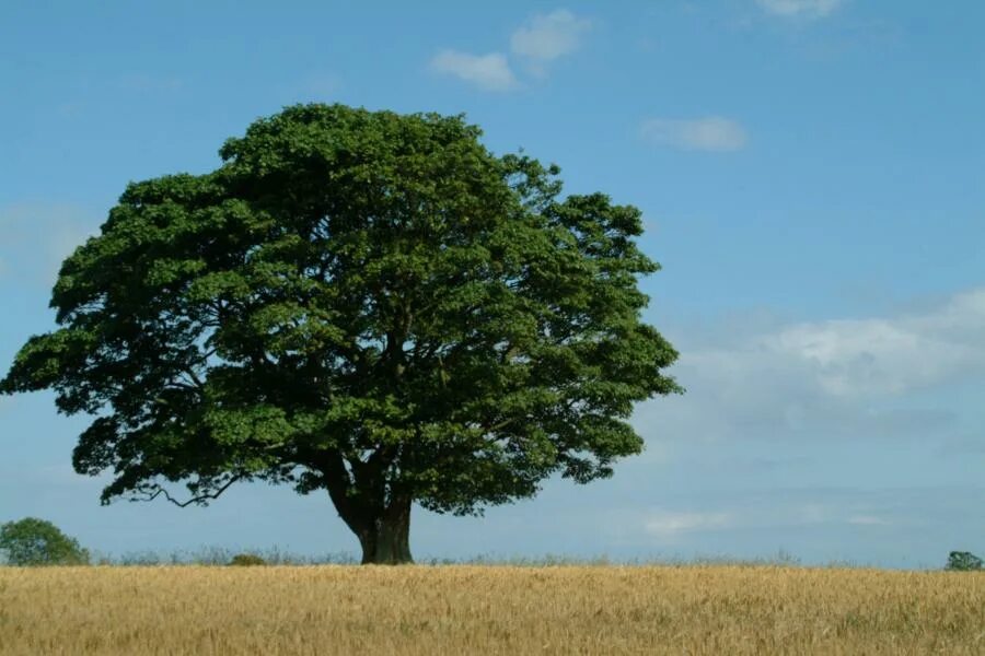 Tree to tree