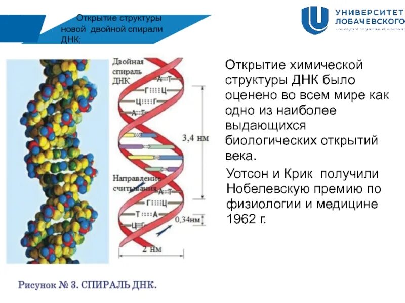 Какого структура днк. Открытие структуры новой спирали ДНК. Структура ДНК 1953. Двойная спираль ДНК Уотсона и крика. История открытия ДНК строения.