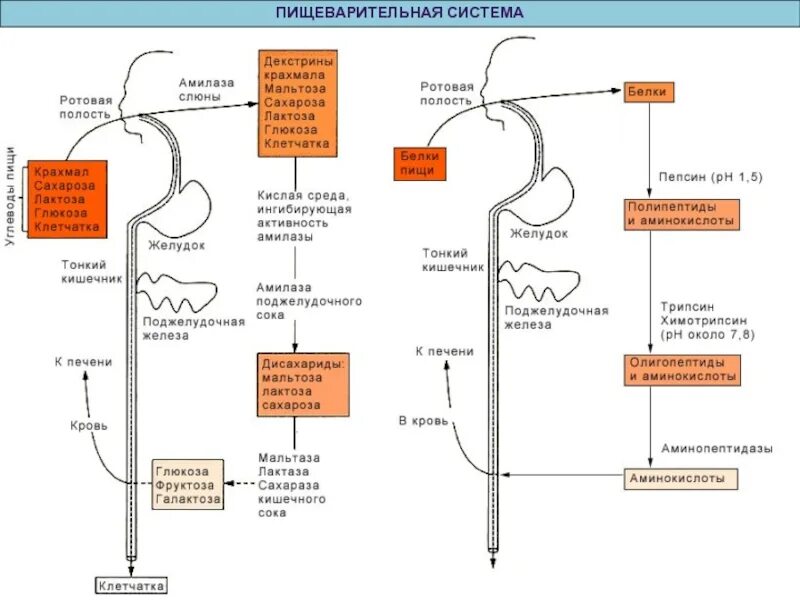 Ротовая полость амилаза. Пищеварение в полости рта это амилаза. Ротовая полость пищеварительный сок. Амилазы система органов. Ротовая полость белки пепсин.