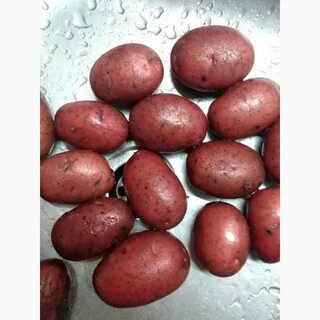 Аризона картофель характеристика описание