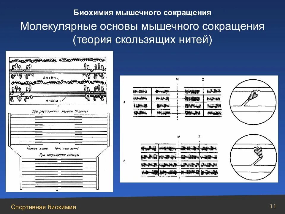 Молекулярные основы мышечного сокращения. Механизм мышечного сокращения биохимия. Сокращение мышц биохимия. Сокращение мышц биохимия. Саркомер ионы кальция.