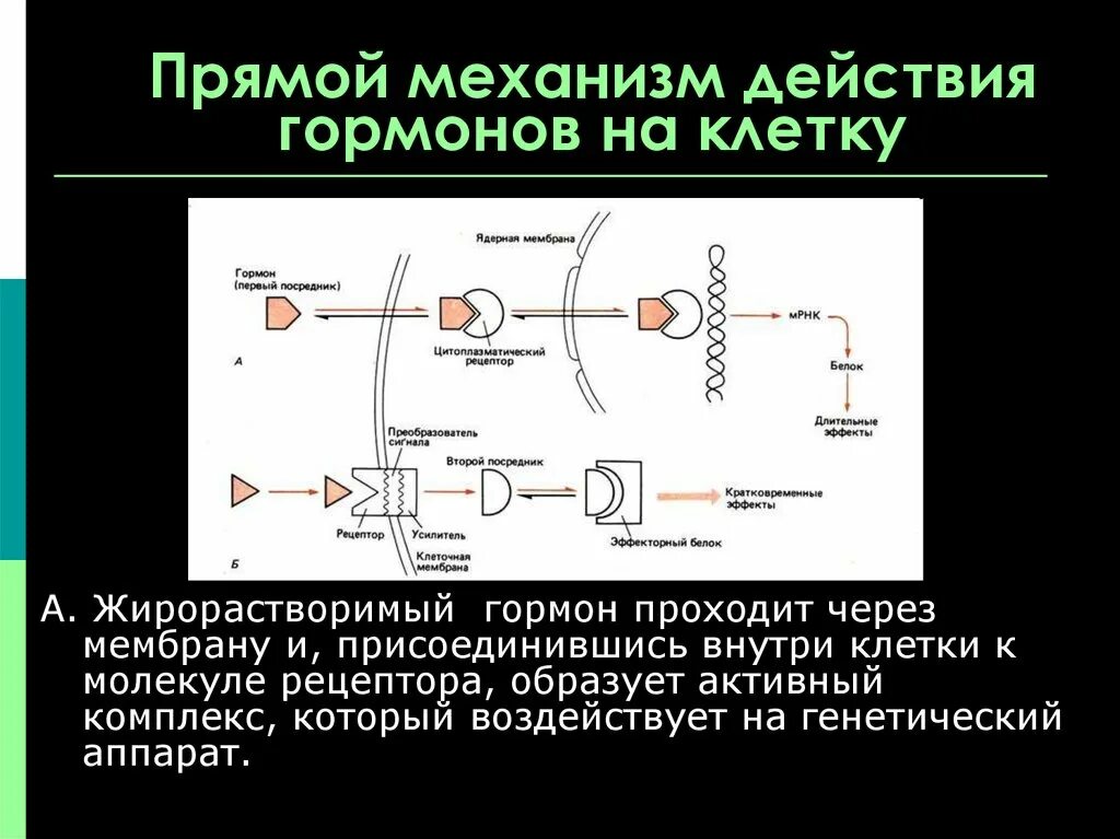 Специфическое действие гормонов заключается в том что. Мембранный механизм действия гормонов схема. Мембранно-внутриклеточный механизм действия гормонов. Цитозольный механизм действия гормонов. Клеточные механизмы действия гормонов.