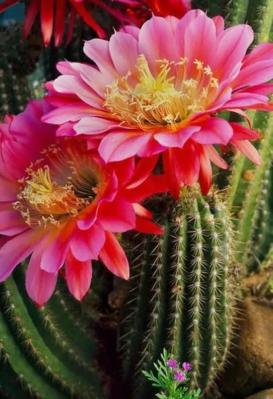 Самый красивый цветок кактуса. Ariocarpus fissuratus lloydii. Самый красивый цветок кактуса. Эхинопсис астрофитум. Uebelmannia pectinifera.