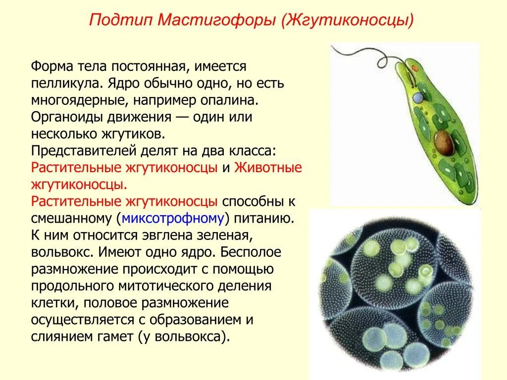 Тип растительные жгутиконосцы представители. Подтип жгутиконосцы представители. Тип простейшие класс жгутиковые представители. Подцарство жгутиконосцы.