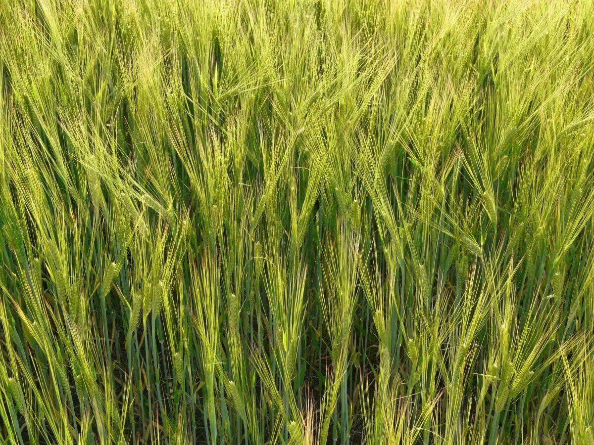 Пшеничная растение