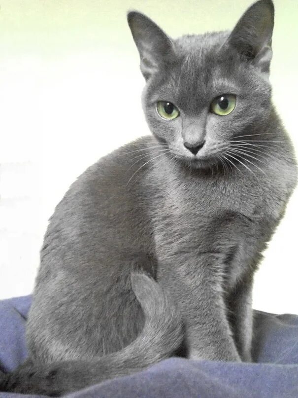 Really handsome gray cat #handsomecat #graycat #graykitty Katzen fotos, Wilde ka