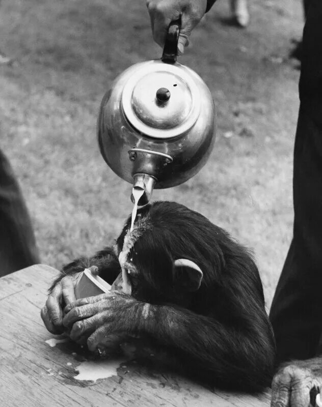 There a chimp at the circus