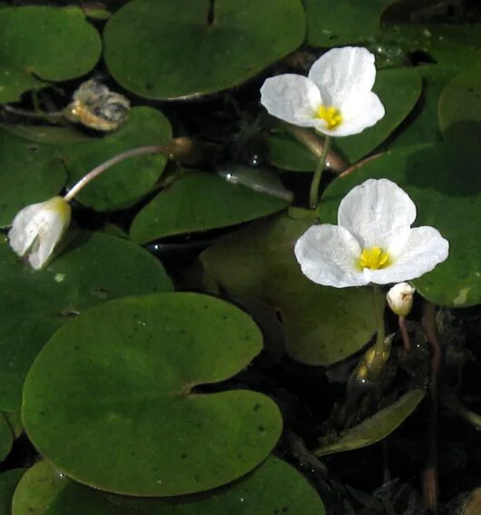 Водокрас обыкновенный. Водокрас Лягушачий (Hydrocharis morsus-Ranae). Цветок стрелолист и водокрас. Водокрас аквариумный.