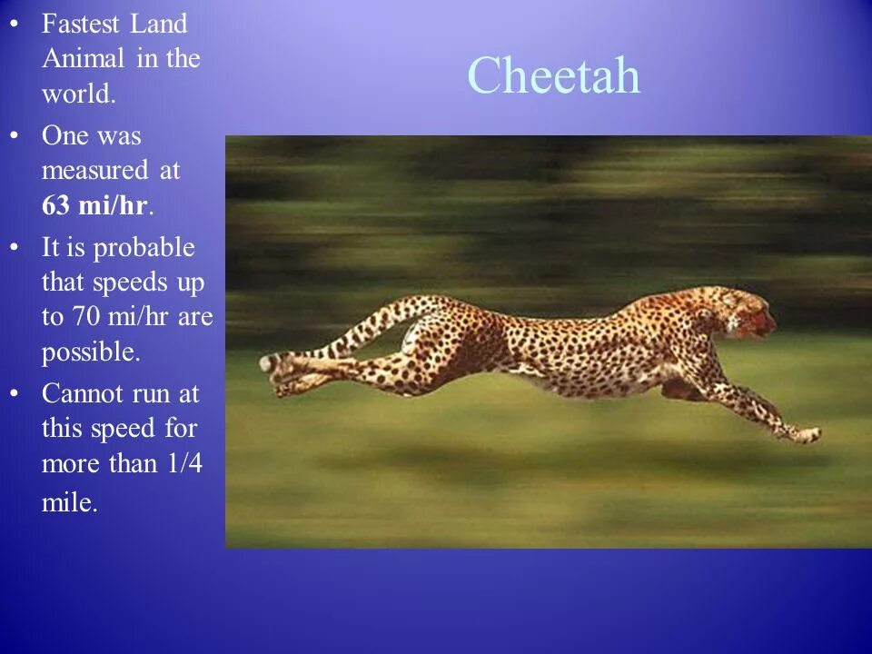 It is very fast. The Cheetah is the fastest animal in the World. Гепард на английском. Cheetah is fast animal in the World. Cheetah на английском.