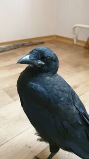 Наш грач жил на свободе