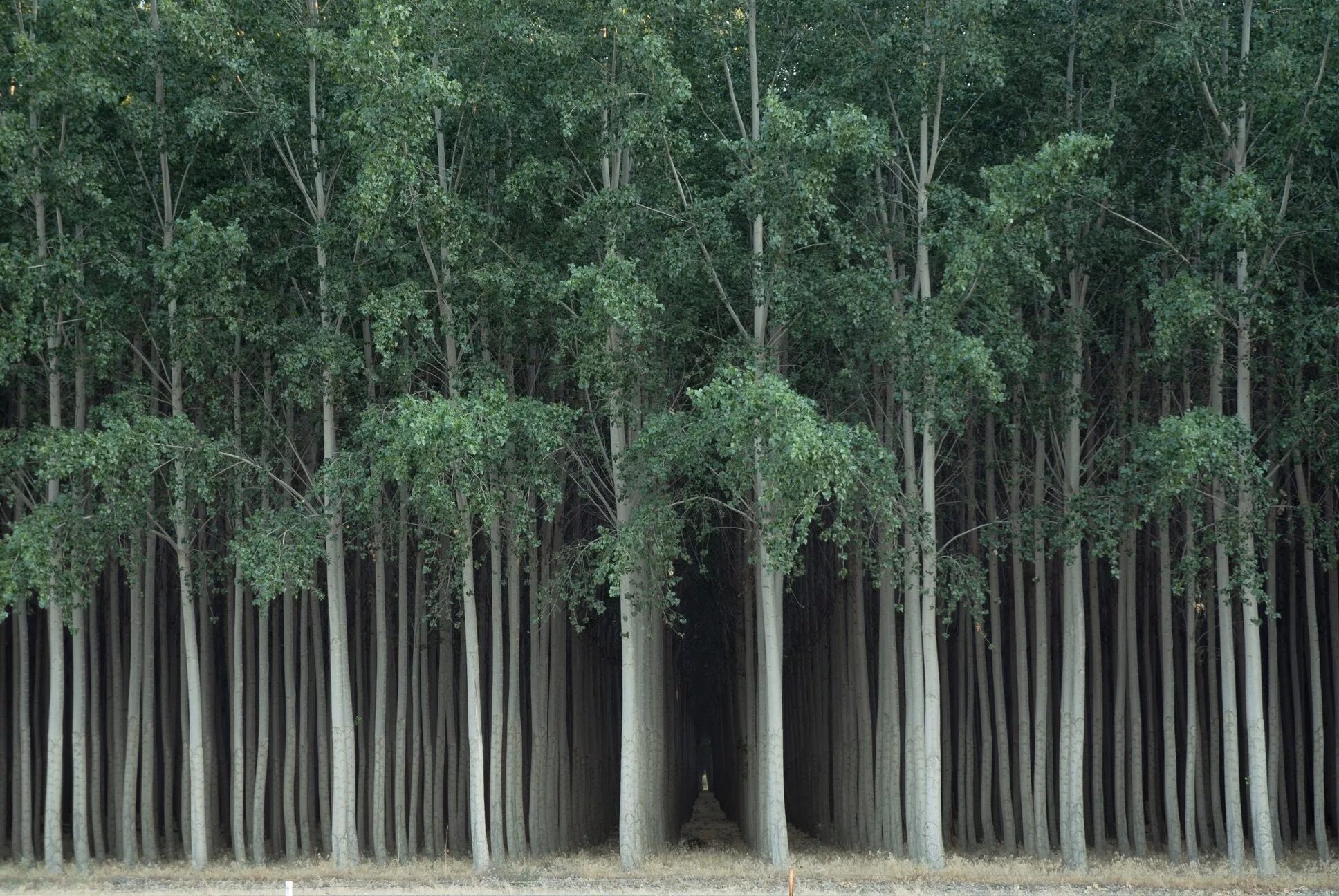 Эвкалиптовый лес. Эвкалиптовая роща австралия. Эвкалиптовые плантации португалия. Эвкалиптовые леса португалии. Склерофильный лес австралии.