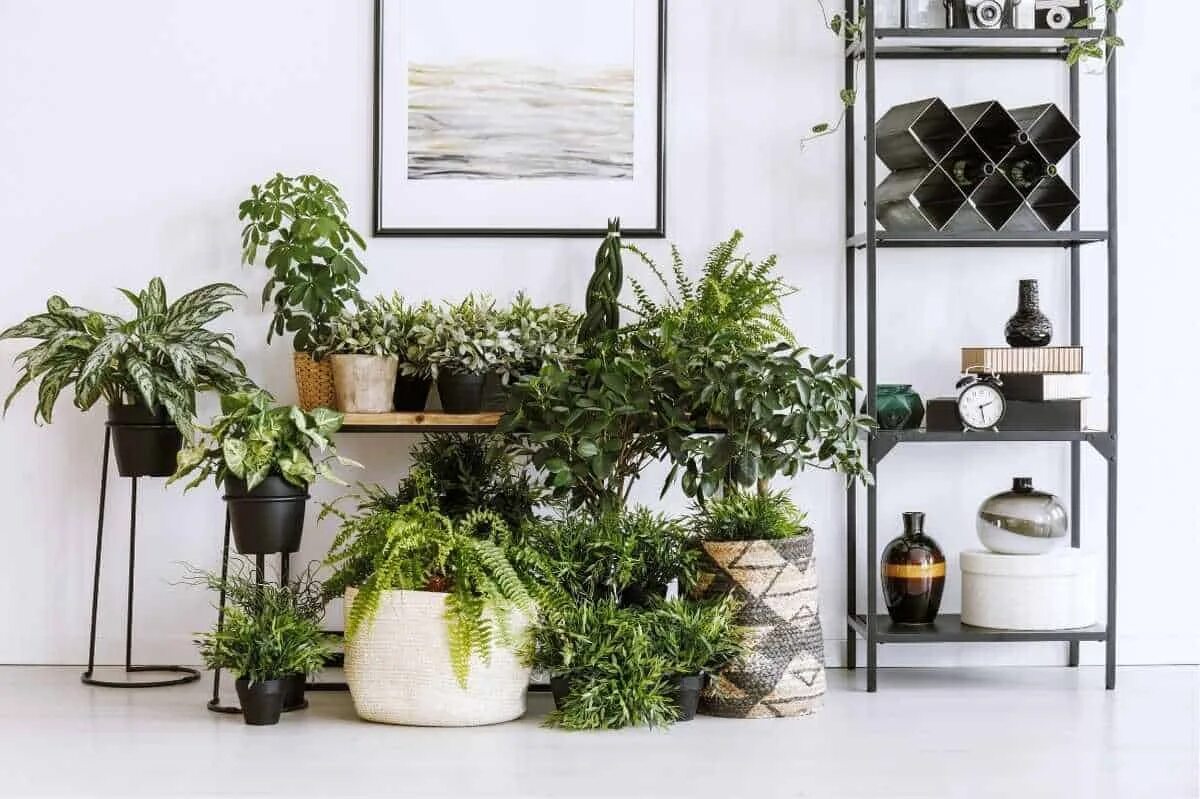 Indoor plants. Комнатные растения. Комнатные растения в интерьере квартиры. Горшечные растения в интерьере. Комнатные растения в интерьере гостиной.