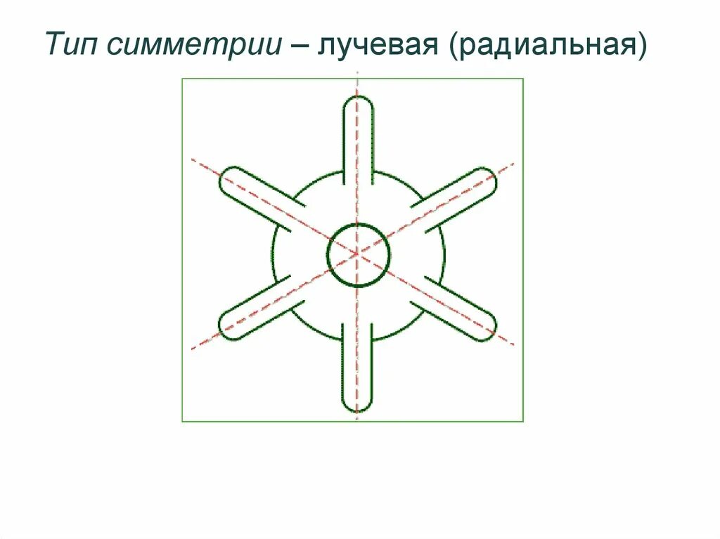 Тип симметрии животного радиальную. Схема лучевой симметрии гидры. Лучевая симметрия тела гидры. Типы симметрии. Лучевой Тип симметрии.