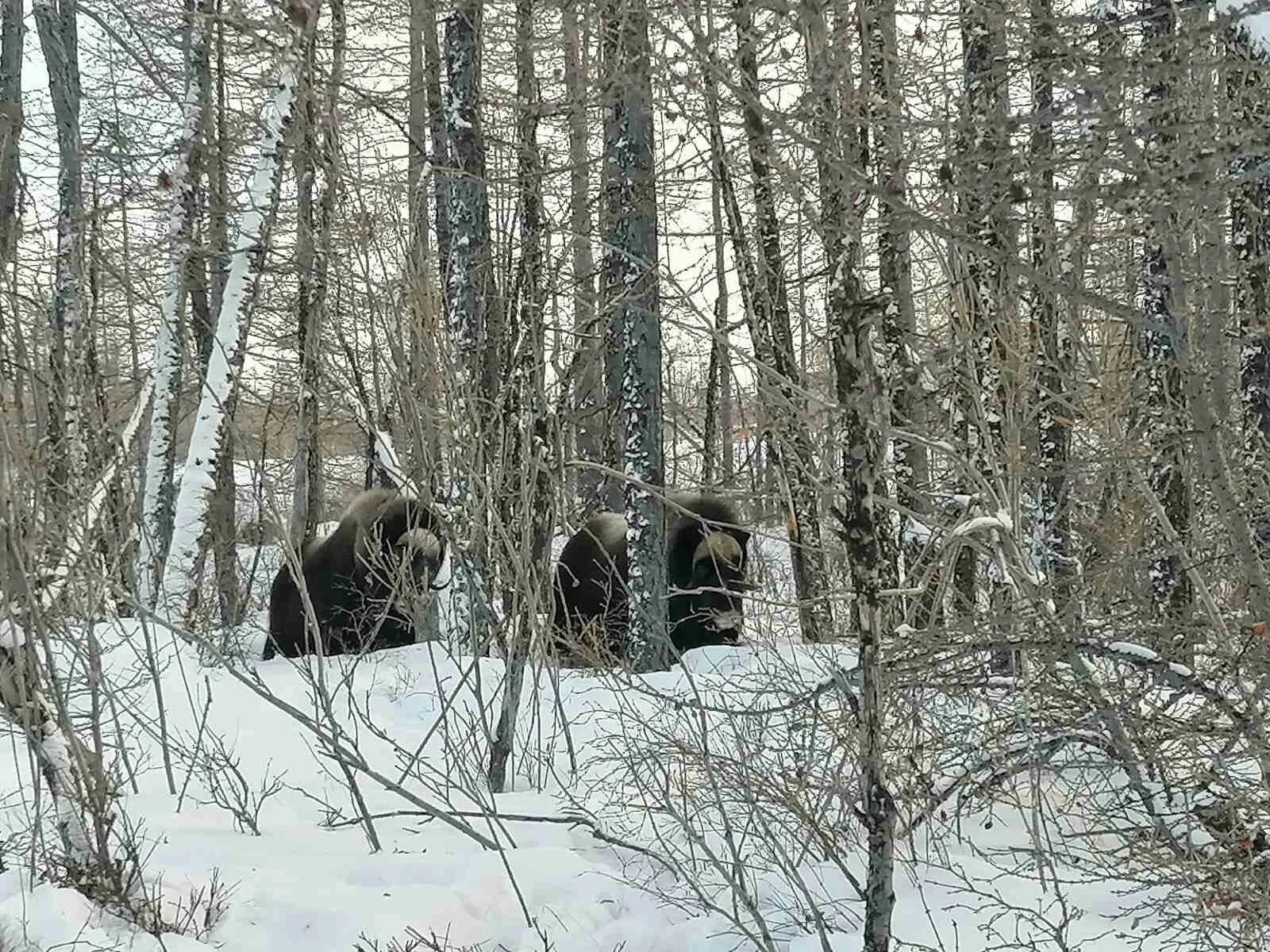 Наша экспедиция задуманная еще зимой носила научный. Ямальский овцебык. Проект про овцебыка. Овцебык Ямальский рисунок. Спутник следит.