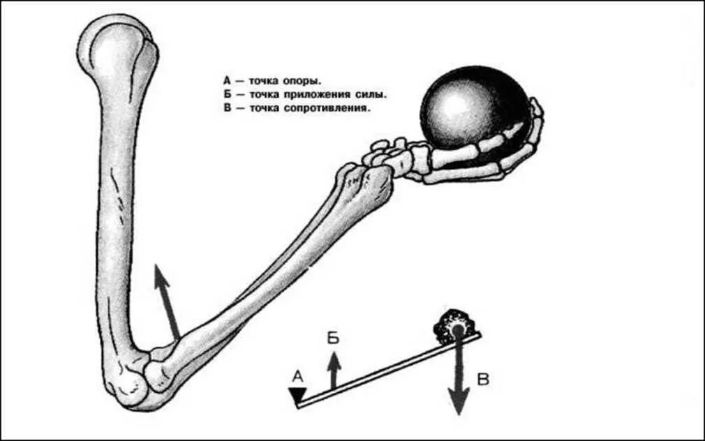 Жердь как рычаг 4. Костные рычаги. Рычаг рисунок. Рычаг скорости. Рука это рычаг скорости.