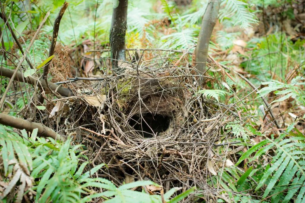 The bird nest