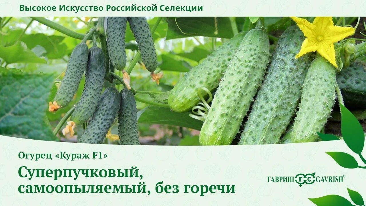 Выращивание огурцов кураж. Семена огурцов кураж f1. огурец кураж f1. семена гавриш огурец кураж f1. семена огурца кураж.