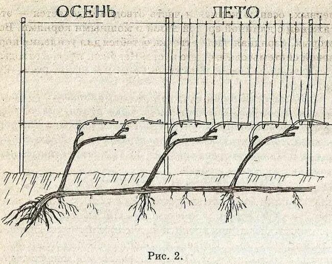 Сажаем виноград весной саженцами в открытый грунт. Посадка черенков винограда осенью. Посадка винограда черенками в открытом грунте. Посадка винограда черенками весной. Схема посадка винограда черенками весной.