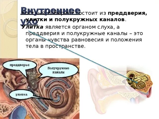 Улитка является органом слуха равновесия. Улитка преддверие полукружные каналы. Улитка функции орган слуха. Характеристика улитки органа слуха. Улитка является органом