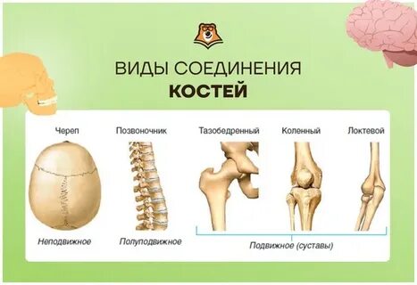 Подвижность кости