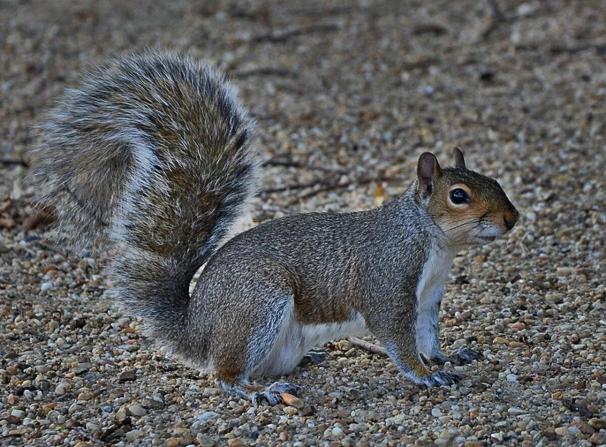 Серые белки. Североамериканская белка. Североамериканская серая белка. Серая белка. Серую белку.