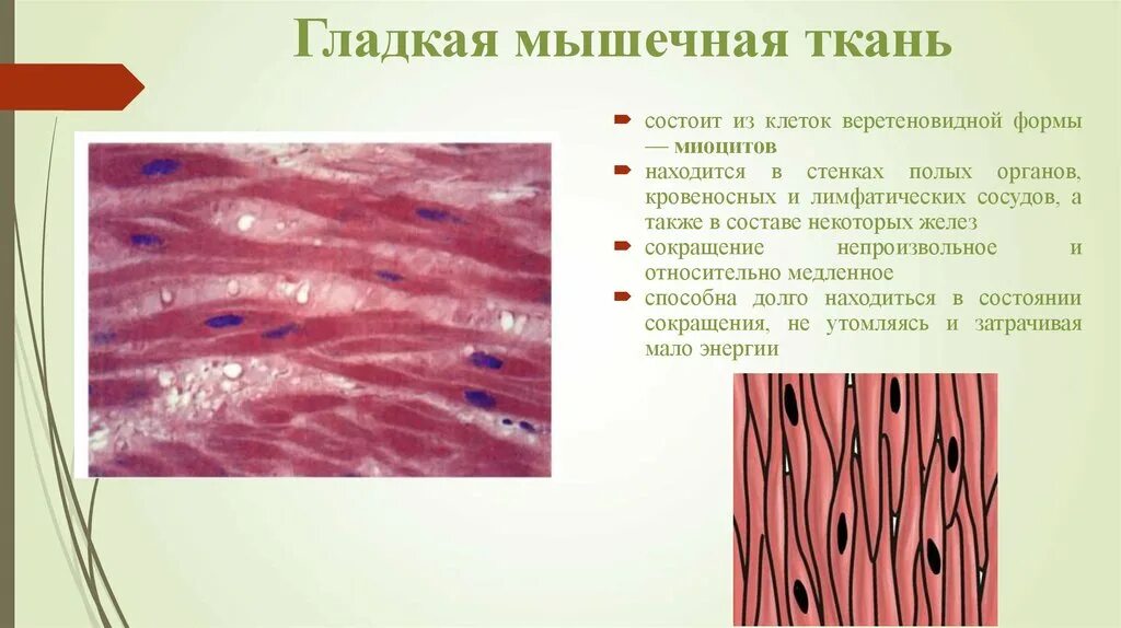 Клетки гладкой мускулатуры сокращаются. Гладкие миоциты гистология. Гладкая мышечная ткань микропрепарат. Неисчерченные гладкие мышечные ткани гистология. Миоциты гистология.