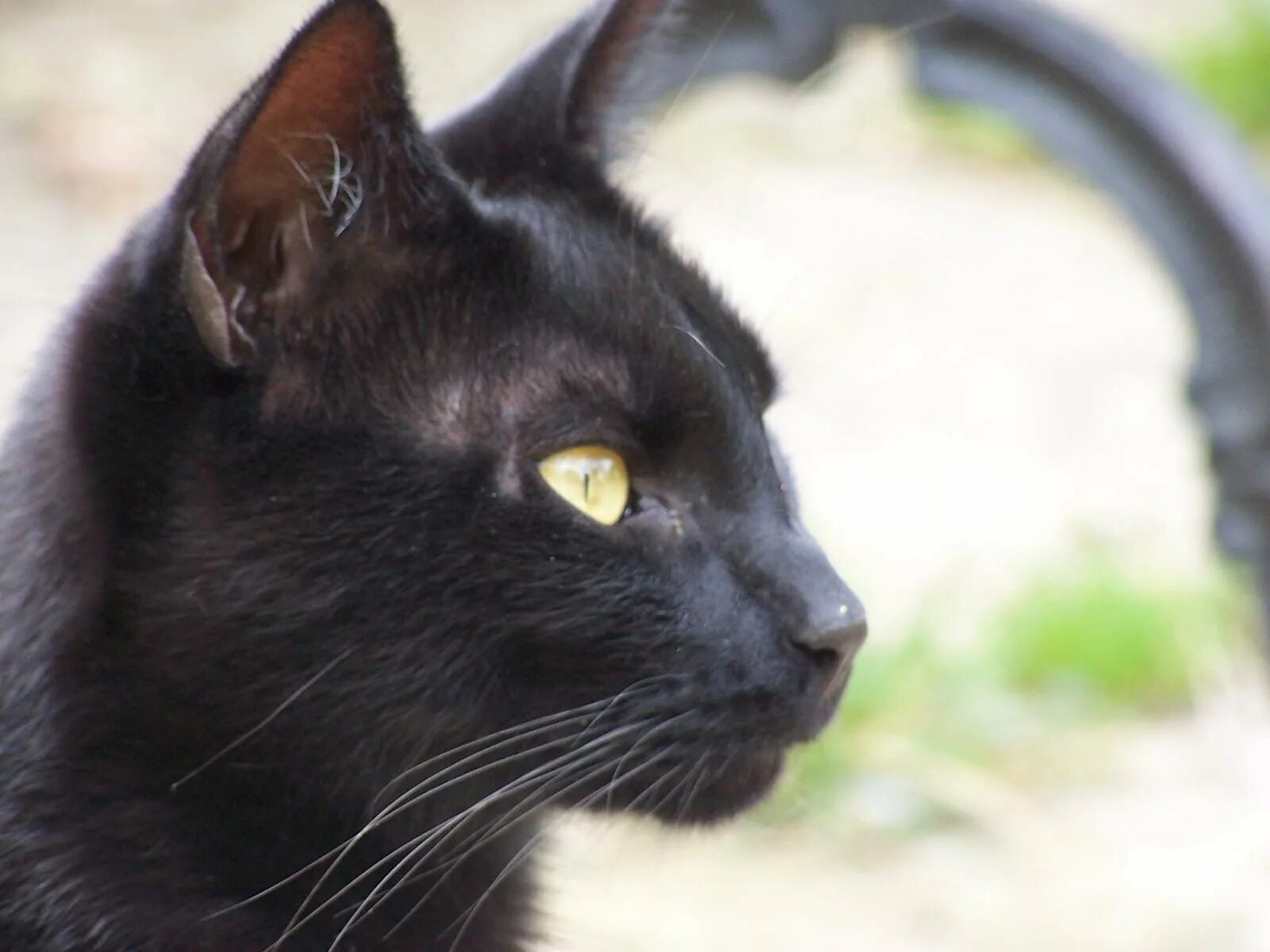 Бомбейская кошка. Чёрная кошка порода Бомбейская. Бурманская кошка. Мандалай порода кошек. Черная кошка содержание
