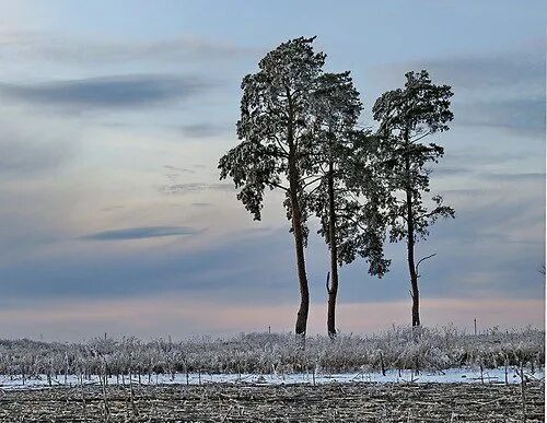 Три сосны муром. Корявая сосна на закате. По муромской дороге стояли три сосны. Стояло три сосны. По муромской дорожке текст.