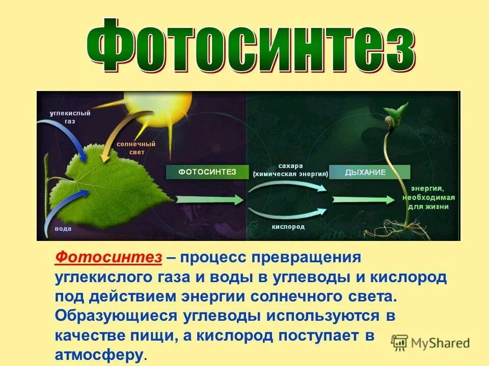 В результате фотосинтеза кислород. Фотосинтез. Процесс фотосинтеза. Углекислый ГАЗ фотосинтез. Возникновение фотосинтеза.