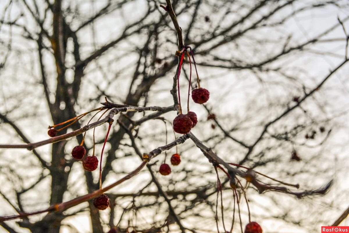 рябина горит. 3 сентября рябина. костер рябины красной сумерки года язык пламени. костер рябины красной. рябина осенью в саду.