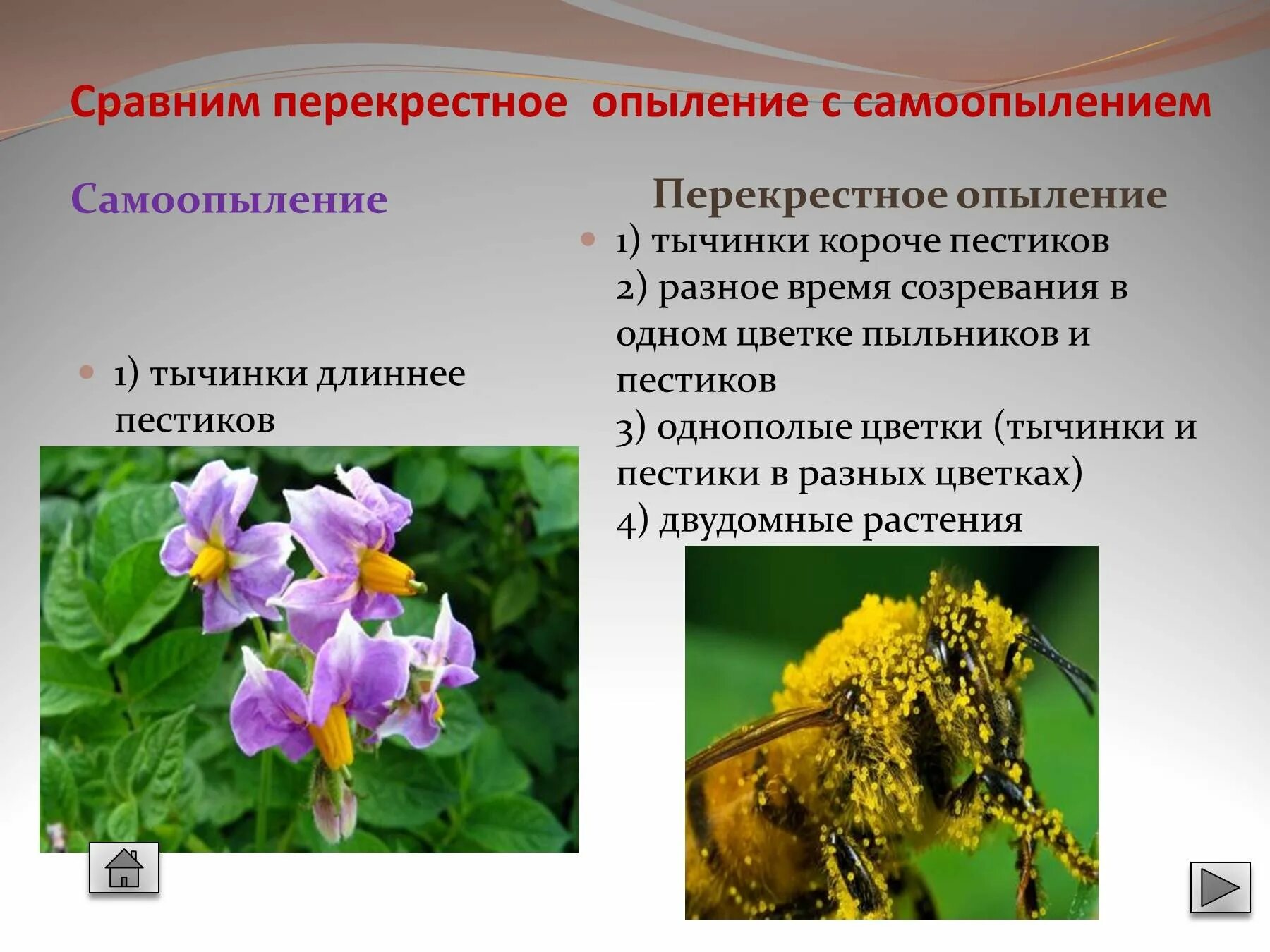 Докажите что кукуруза перекрестноопыляемое растение